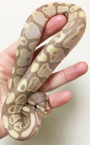 Baby Banana VPI Axanthic Ball Pythons