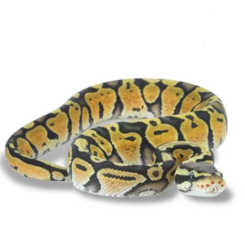 Baby Super Pastel Hypo GR Ball Pythons