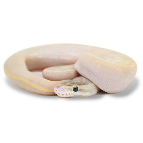 Baby Male Ivory Ball Pythons