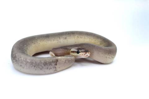 Baby Sterling Ball Pythons