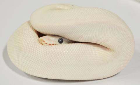 Adult Blue Eyed Leucistic Ball Pythons