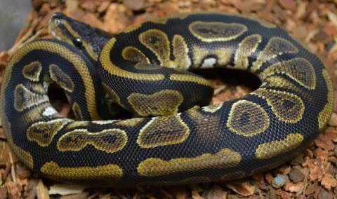 Sub Adult Mahogany Ball Pythons
