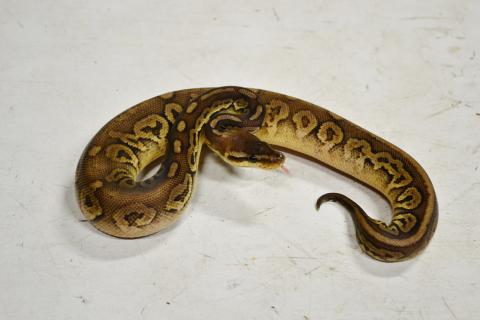Medium Black Pewter Ball Pythons