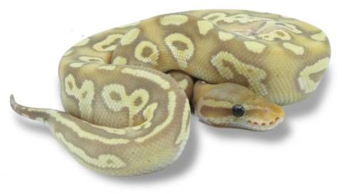 Baby Banana Pastave Ball Pythons