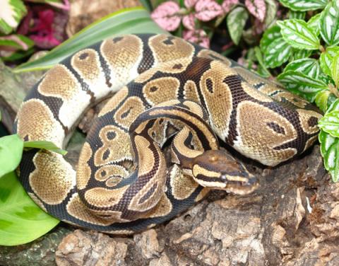 Adult Ball Pythons