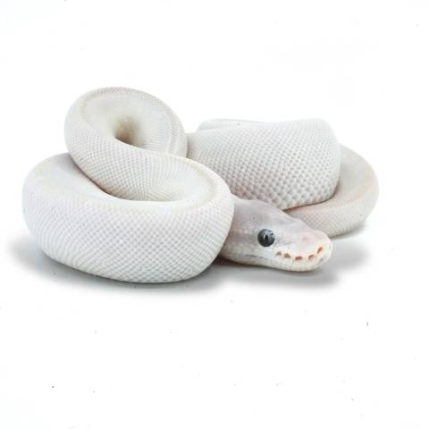 Baby Male Mojave Russo Ball Pythons