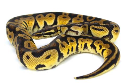 Adult Pastel Ball Pythons