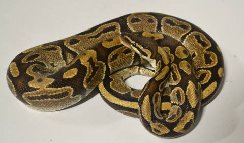 Adult Ball Pythons