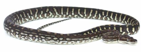 Small Bredls Pythons