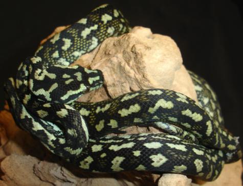 Small Diamond x Jungle Carpet Pythons