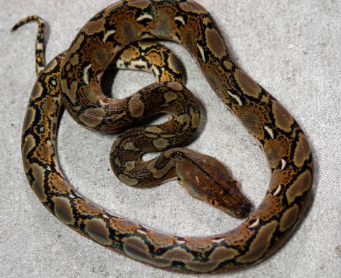 Baby Reticulated Pythons
