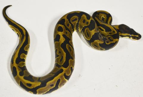 Baby Leopard Ball Pythons