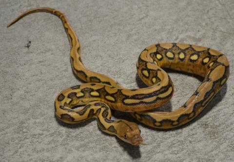 Baby Suntiger Reticulated Pythons