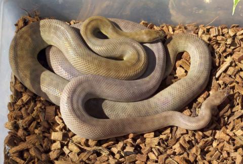 Adult Childrens Pythons