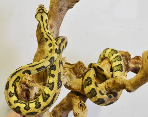 Small Jungle Jaguar Carpet Pythons