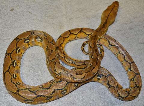 Baby Platinum Reticulated Pythons
