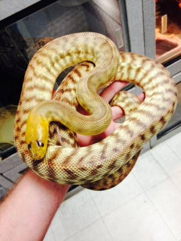 Adult Woma Pythons