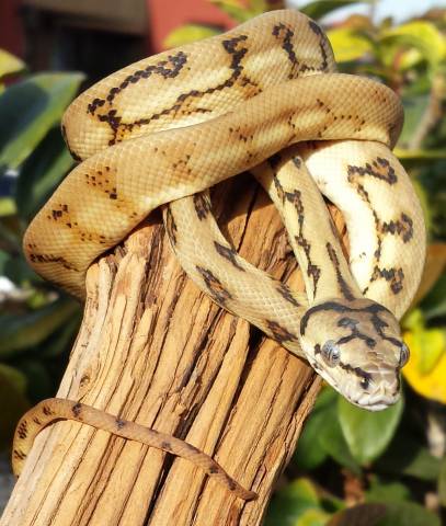 Baby Tiger Jaguar Carpet Pythons