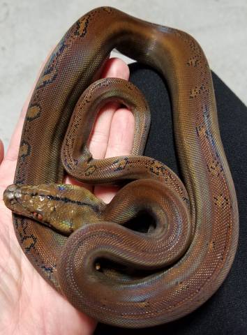 Baby Golden Child Reticulated Pythons