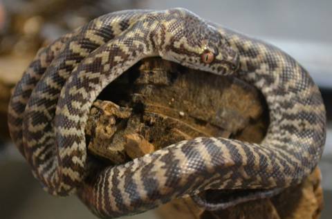 Baby Zebra Carpet Pythons