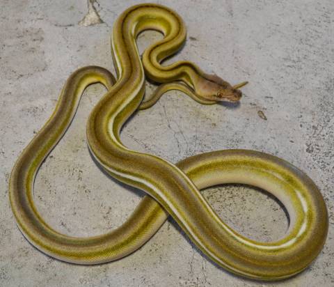 Small Titanium Tiger Reticulated Pythons