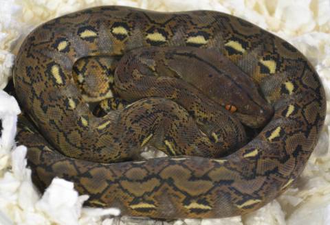 Baby Super Dwarf Reticulated Pythons
