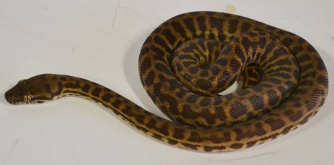 Small Stimsons Pythons