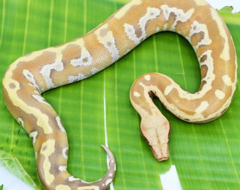 Baby T+ Albino Blood Pythons