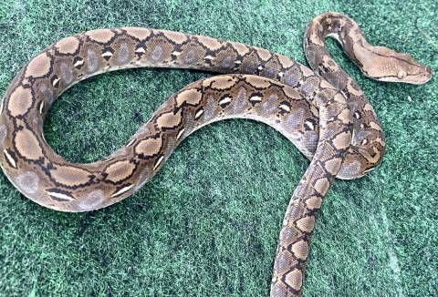 Baby Kalatoa Super Dwarf Reticulated Pythons