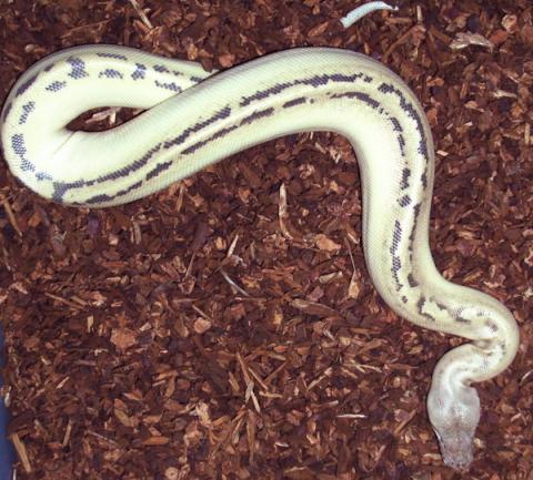 Small Ivory Blood Pythons