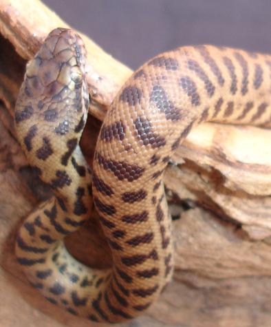 Baby Stimsons Pythons