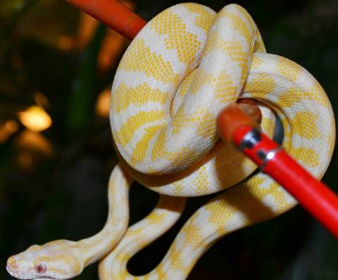 Small Albino Carpet Pythons