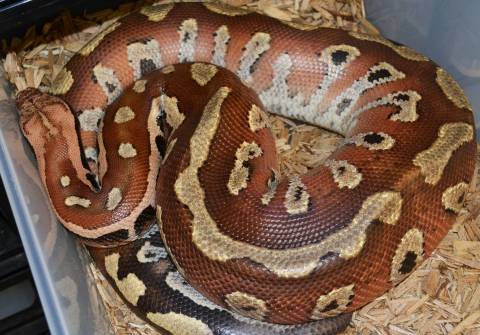 Medium Matrix Blood Pythons