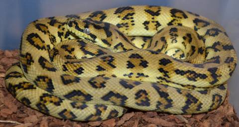 Medium Caramel Jungle Jaguar Carpet Pythons