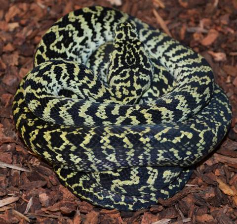 Baby Zebra Jungle Carpet Pythons