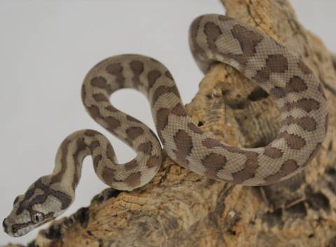 Baby Caramel Jaguar Carpet Pythons