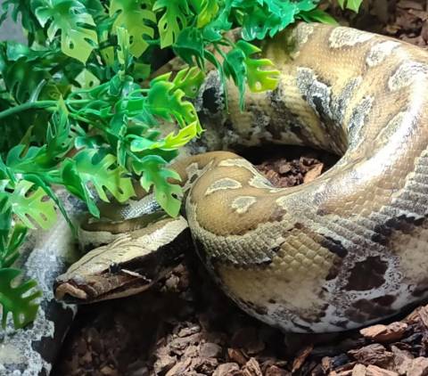 Female Bangka Island Blood Python