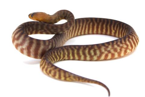 Baby Woma Pythons