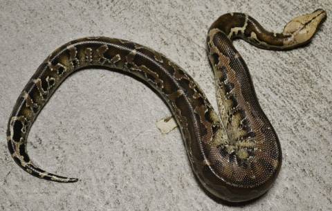Baby Chrome Headed Sumatran Short Tailed Pythons
