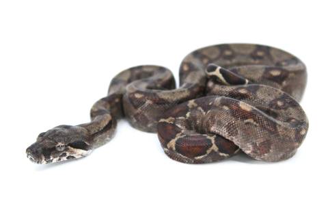 Baby Central American Boas