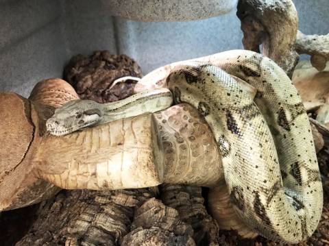 Sub Adult Hog Island Boas