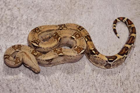 Medium Hypo Colombian Boas