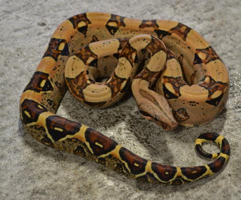 Baby Pastel Colombian Boas