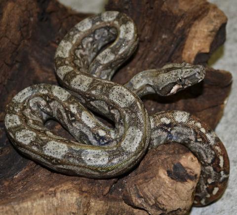 Baby Sonoran Desert Boas