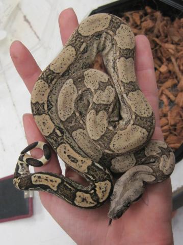 Baby Arabesque Boas