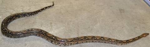 Sub Adult Sonoran Boas