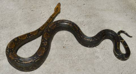 Adult Sonoran Boas