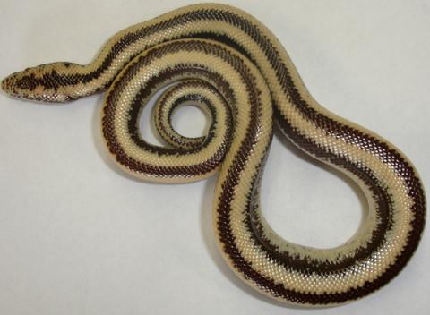 Baby Arizona Chocolate Rosy Boas
