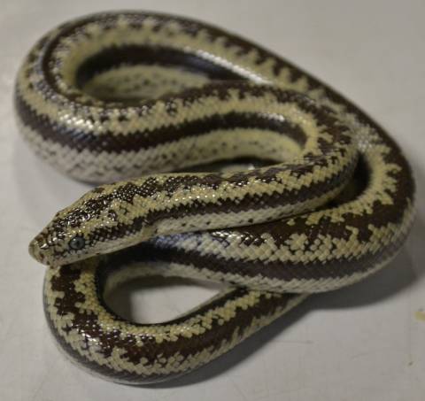 Baby Coastal x Chocolate Rosy Boas