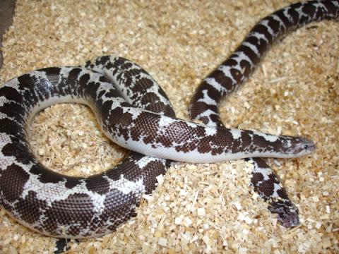Adult Black & White Kenyan Sand Boas